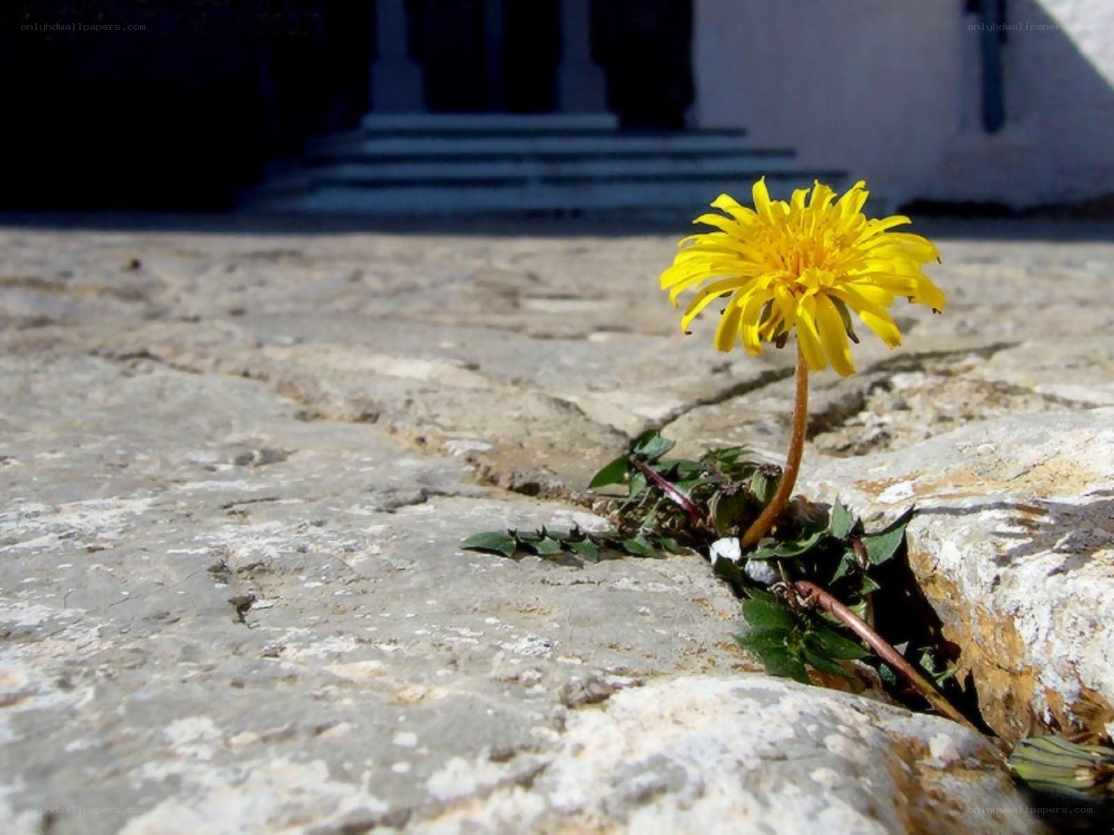Dandelion growing in stone