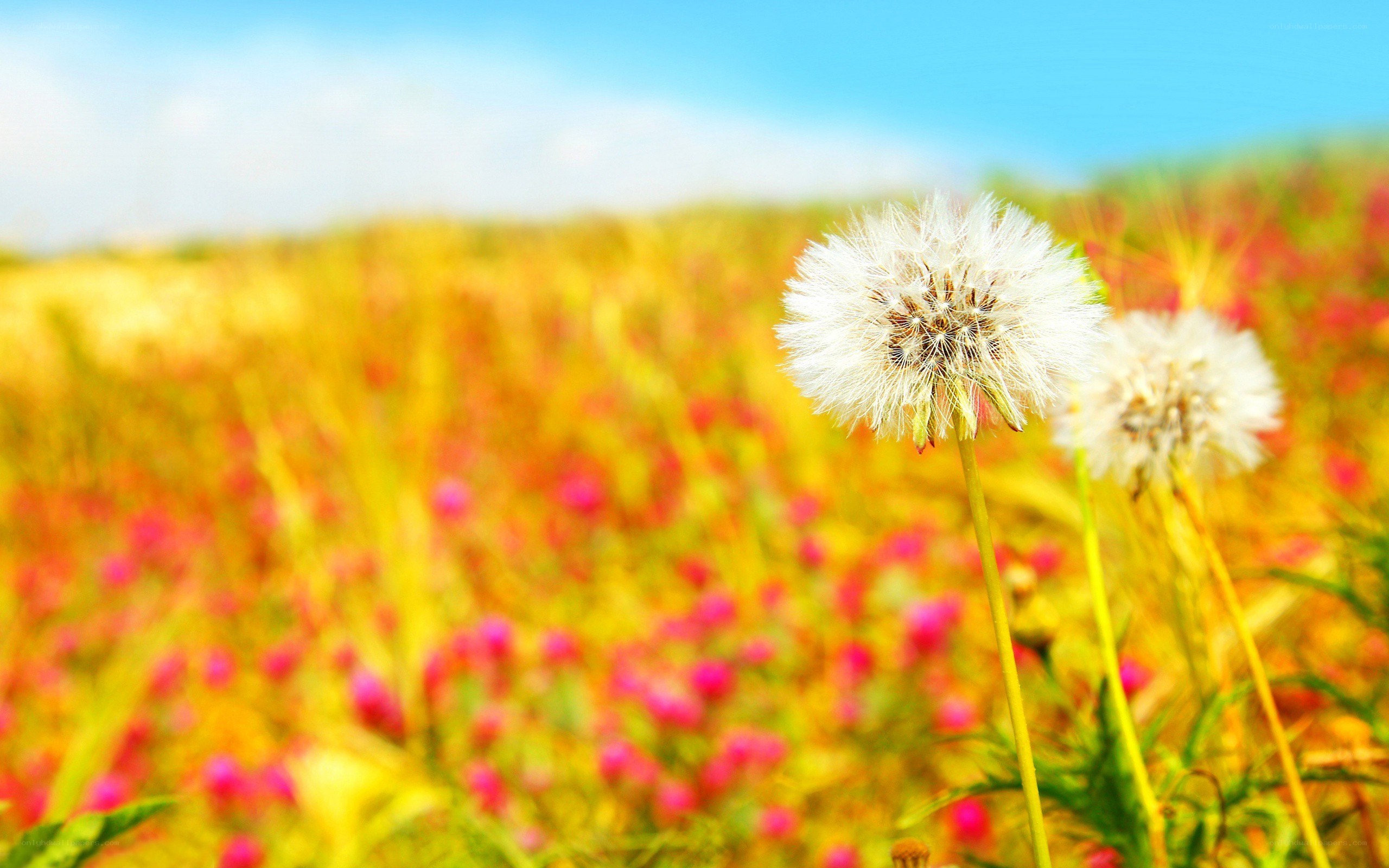 Dandelion in a colorful field