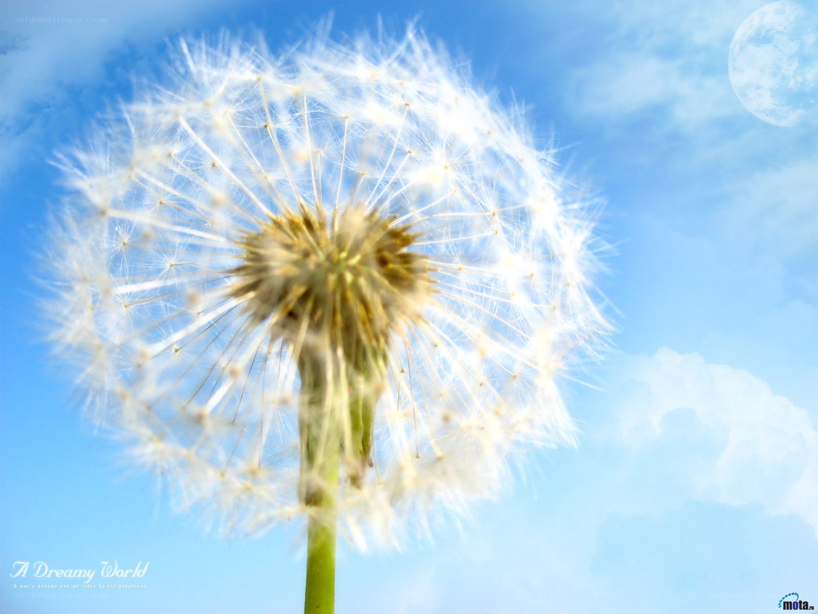 Dandelion in a dreamy sky