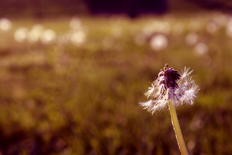 Dandelion in a field