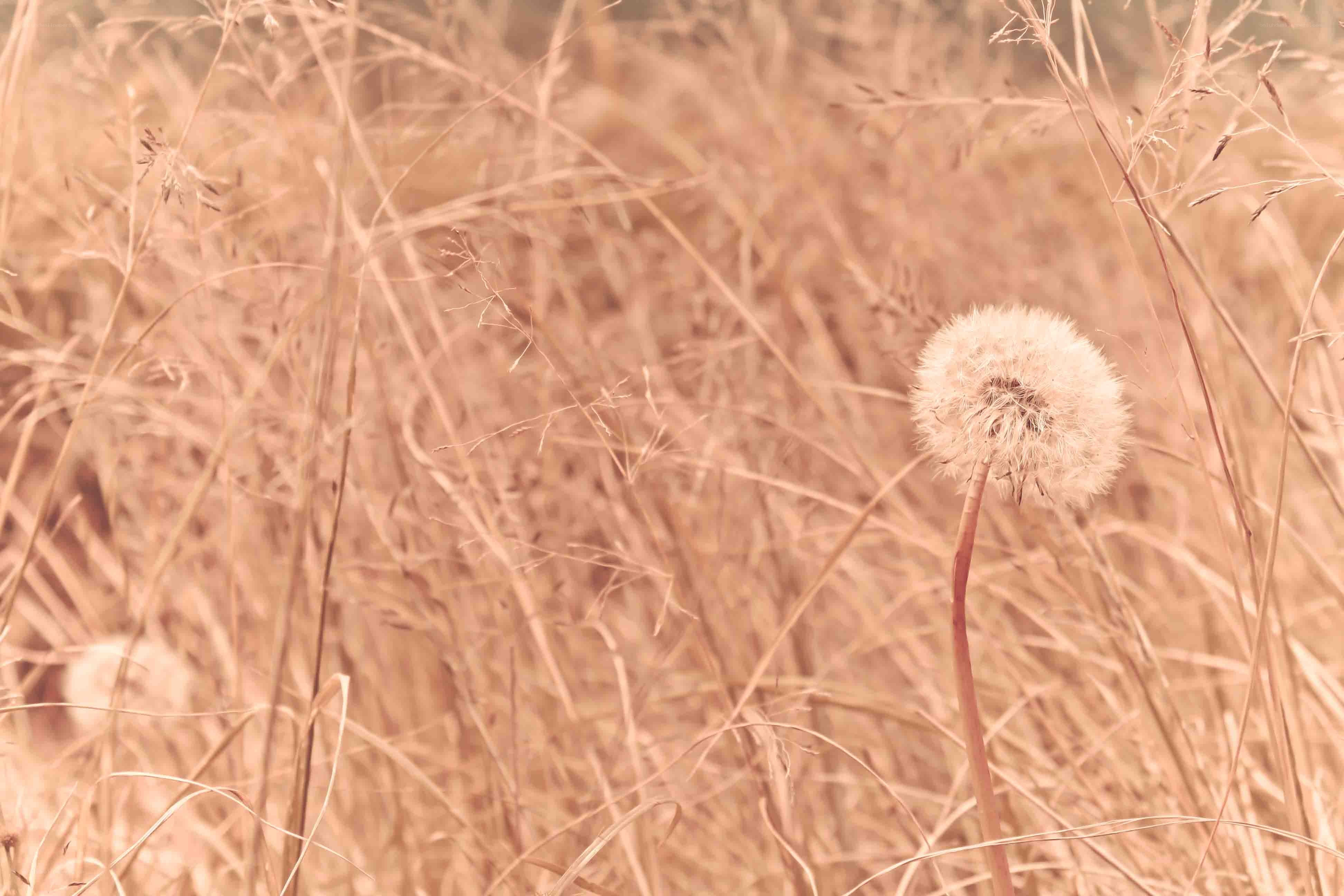 Dandelion in a field