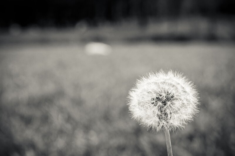 dandelion in a field