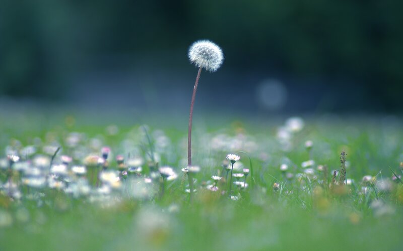Dandelion in a field