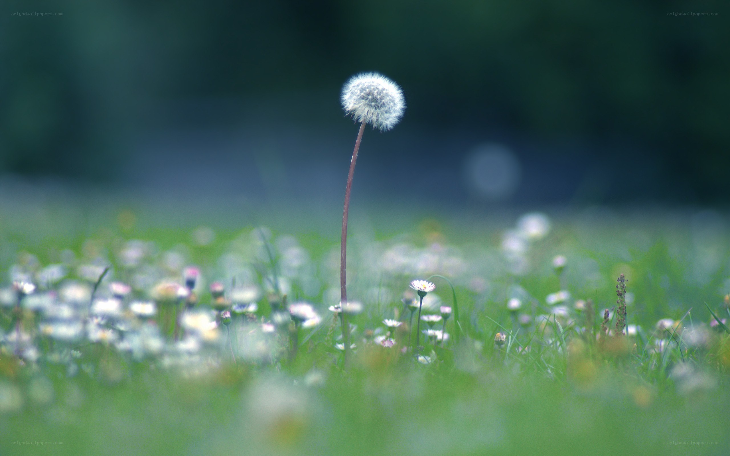 Dandelion in a field