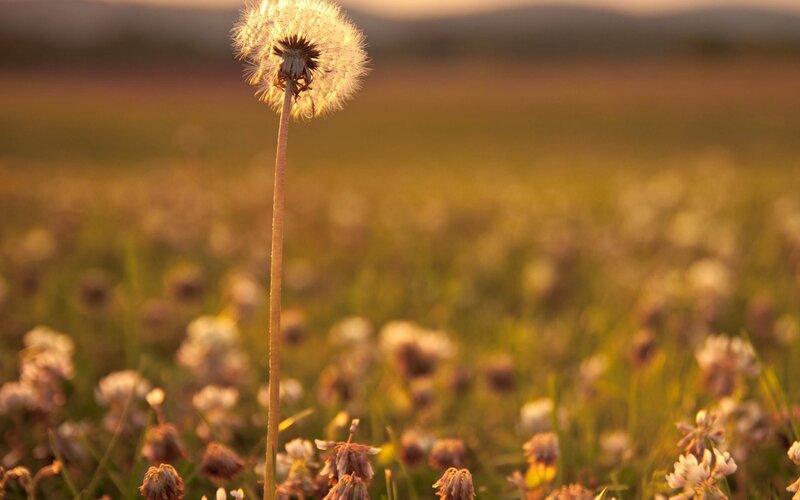 Dandelion in a field at sunset