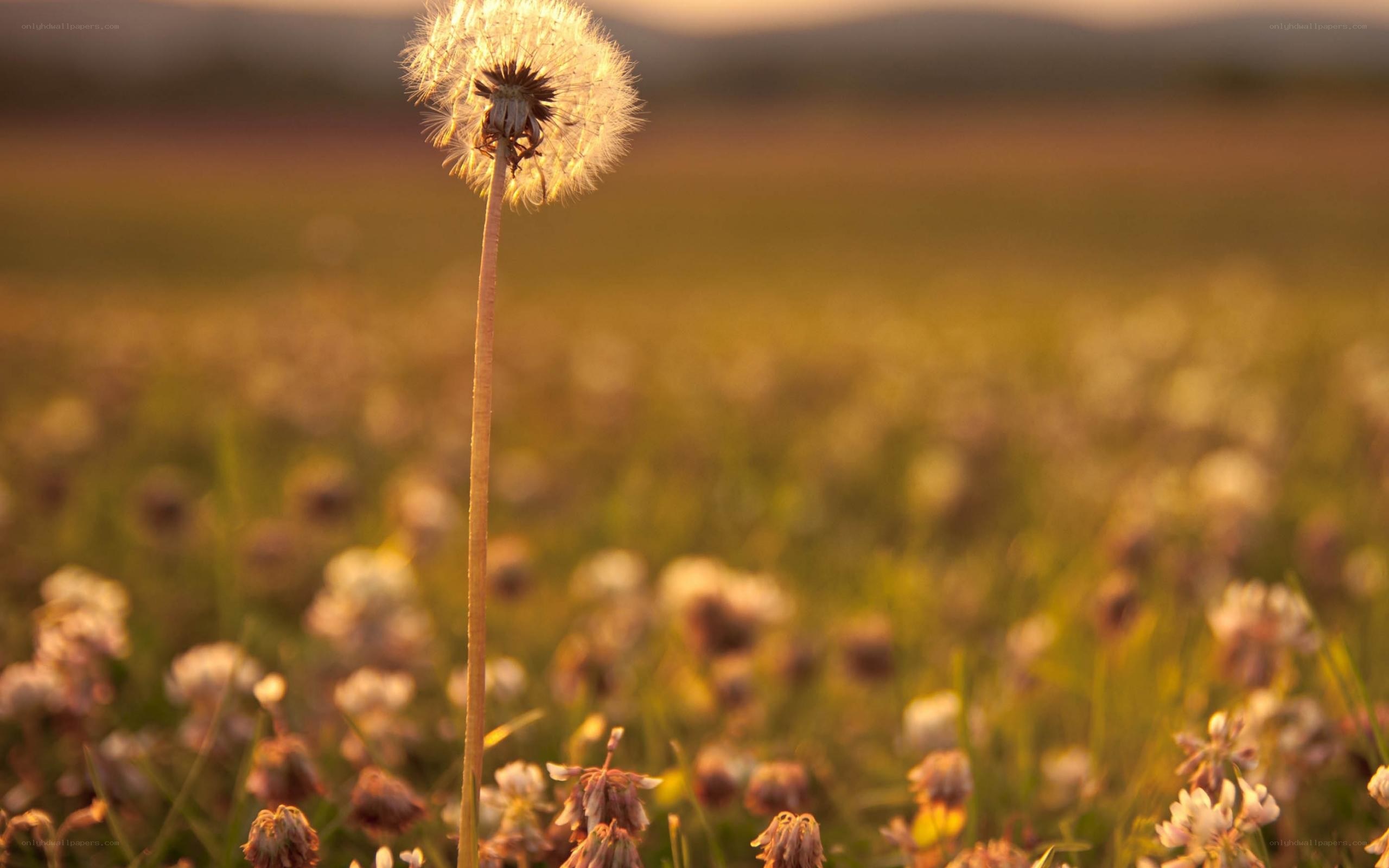 Dandelion in a field at sunset