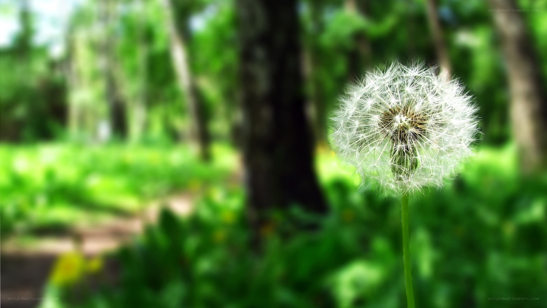 Dandelion in a forest