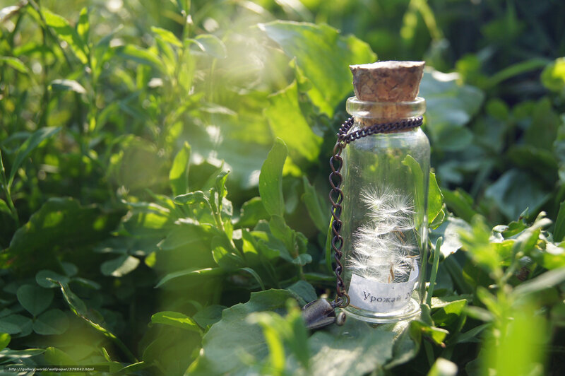 Dandelion in a glass bottle
