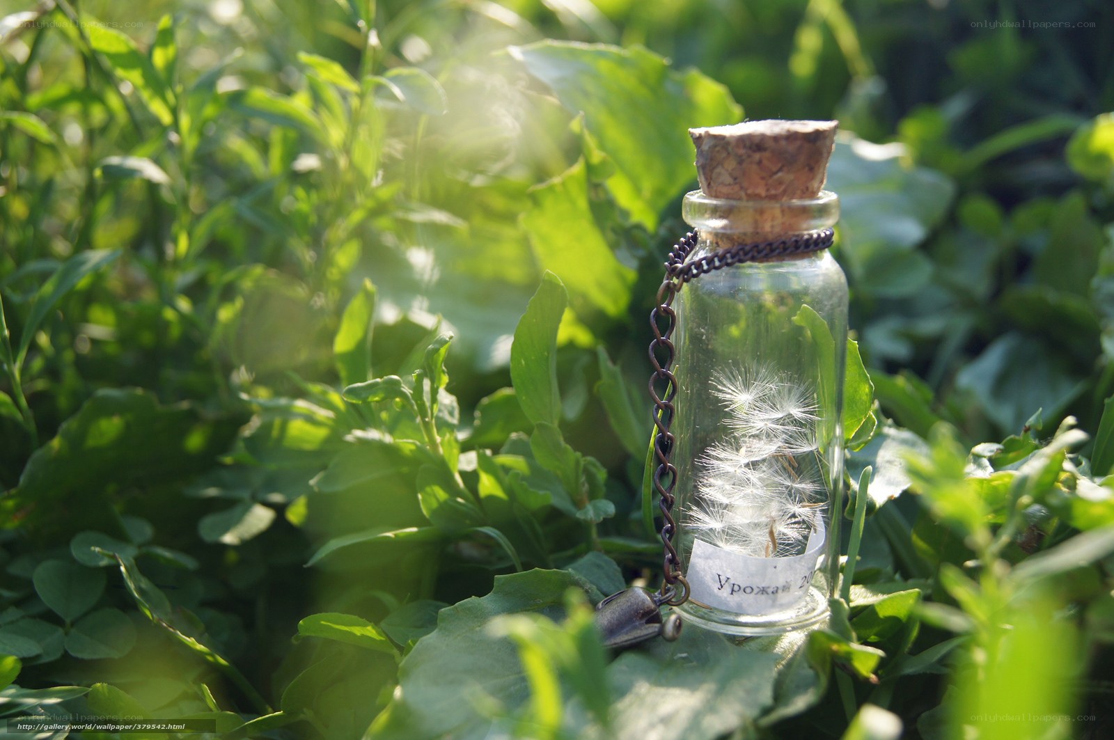 Dandelion in a glass bottle