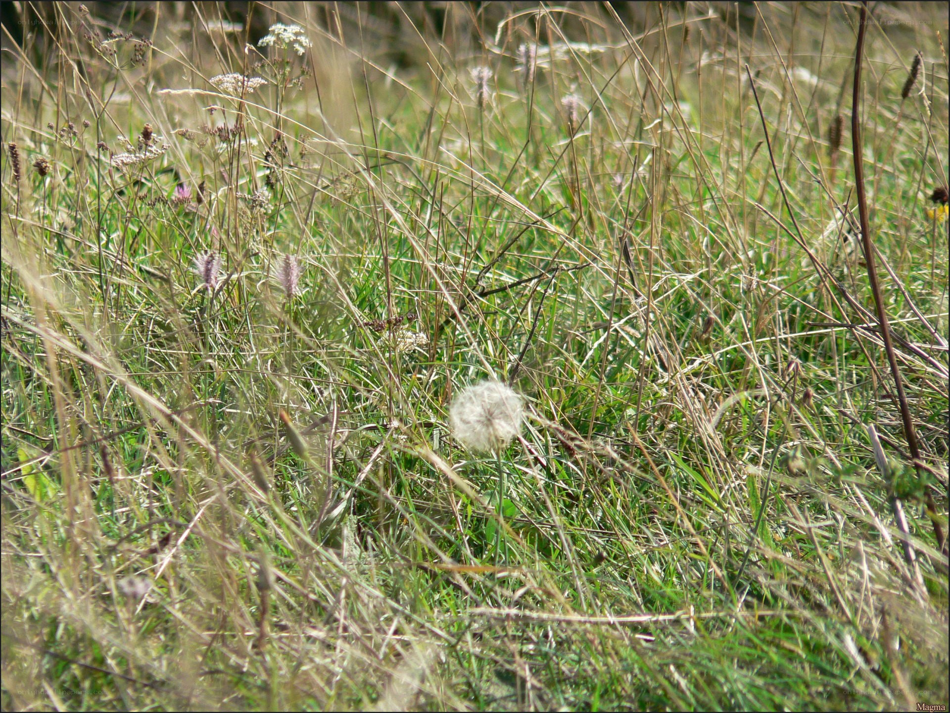 Dandelion in a grassy field