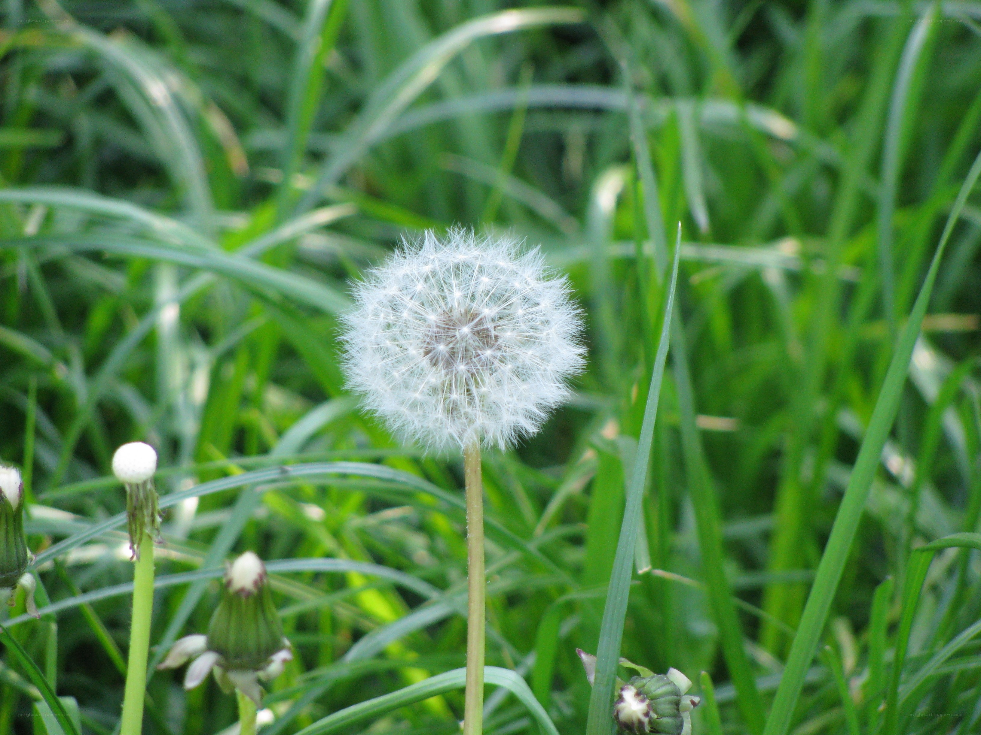 Dandelion in a grassy field