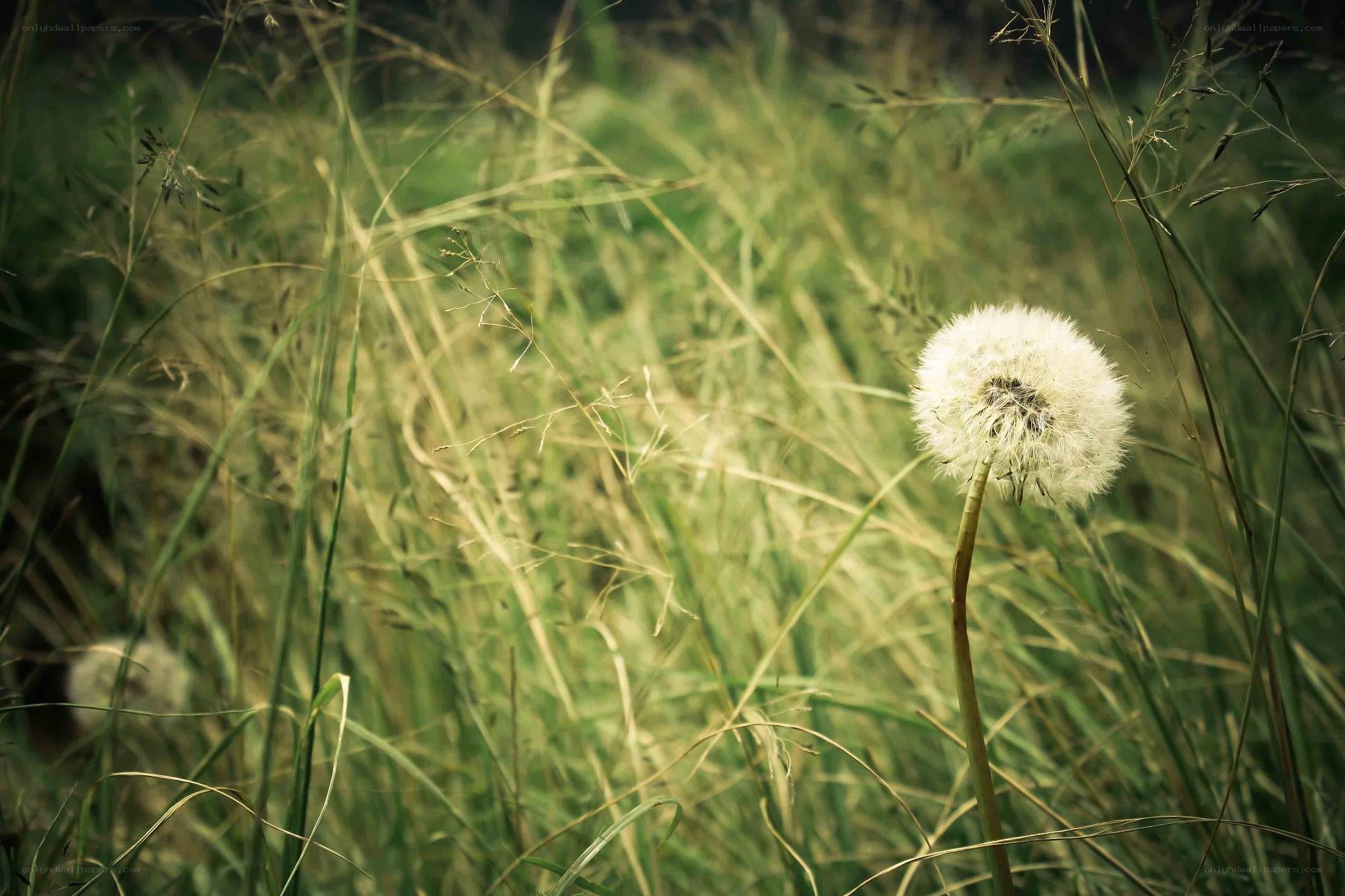 Dandelion in a grassy field