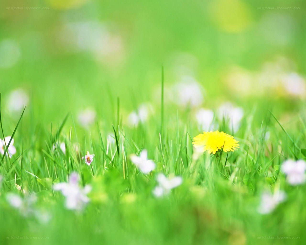 Dandelion in a green field