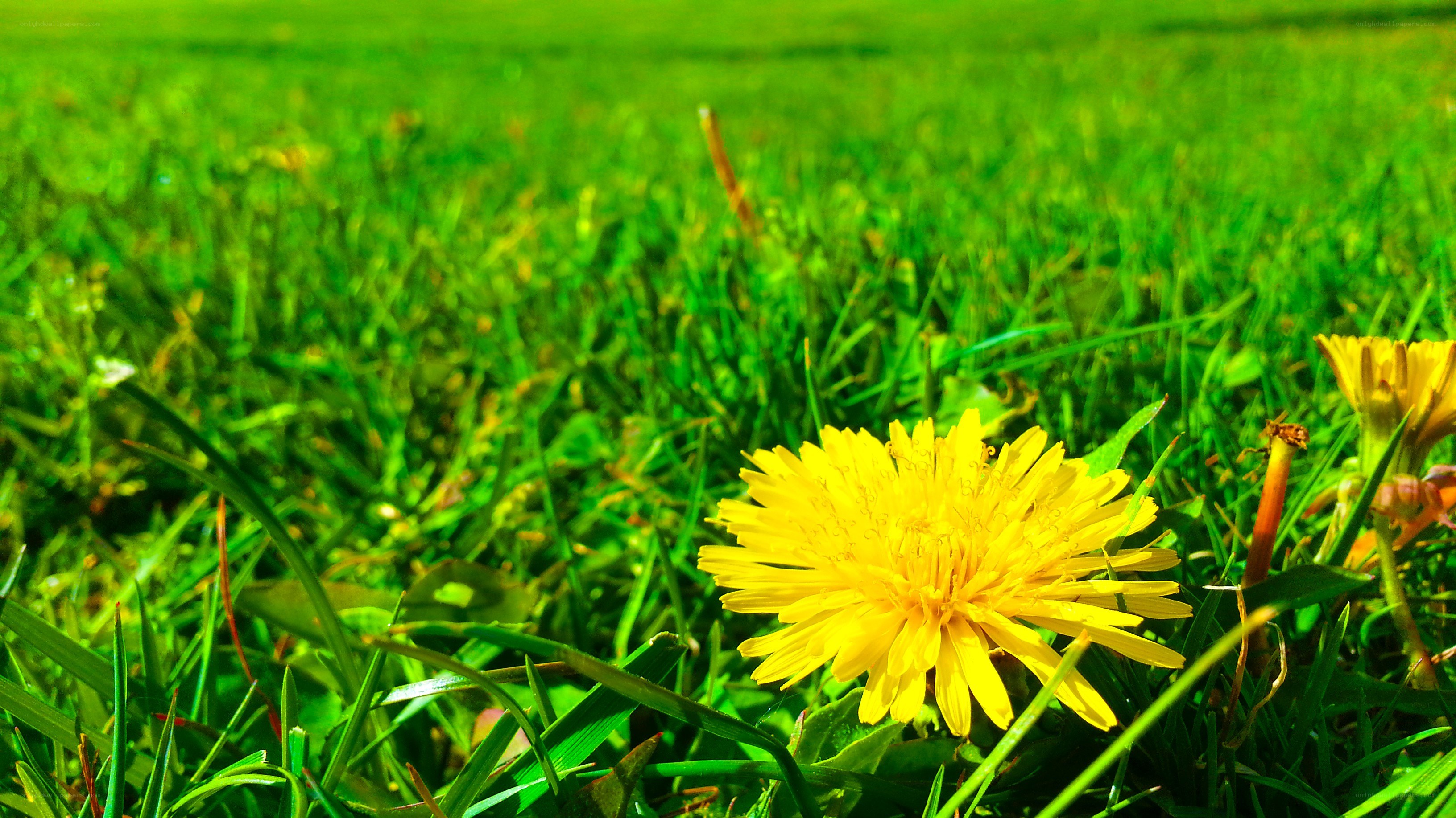 Dandelion in a green field
