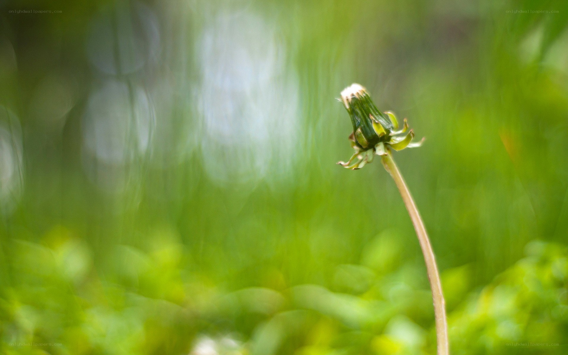 Dandelion in a green field