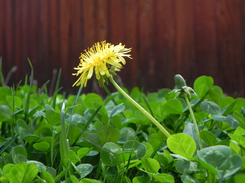 Dandelion in a green field