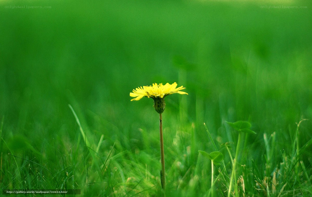 Dandelion in a green field