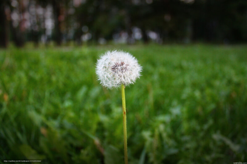 Dandelion in a green field