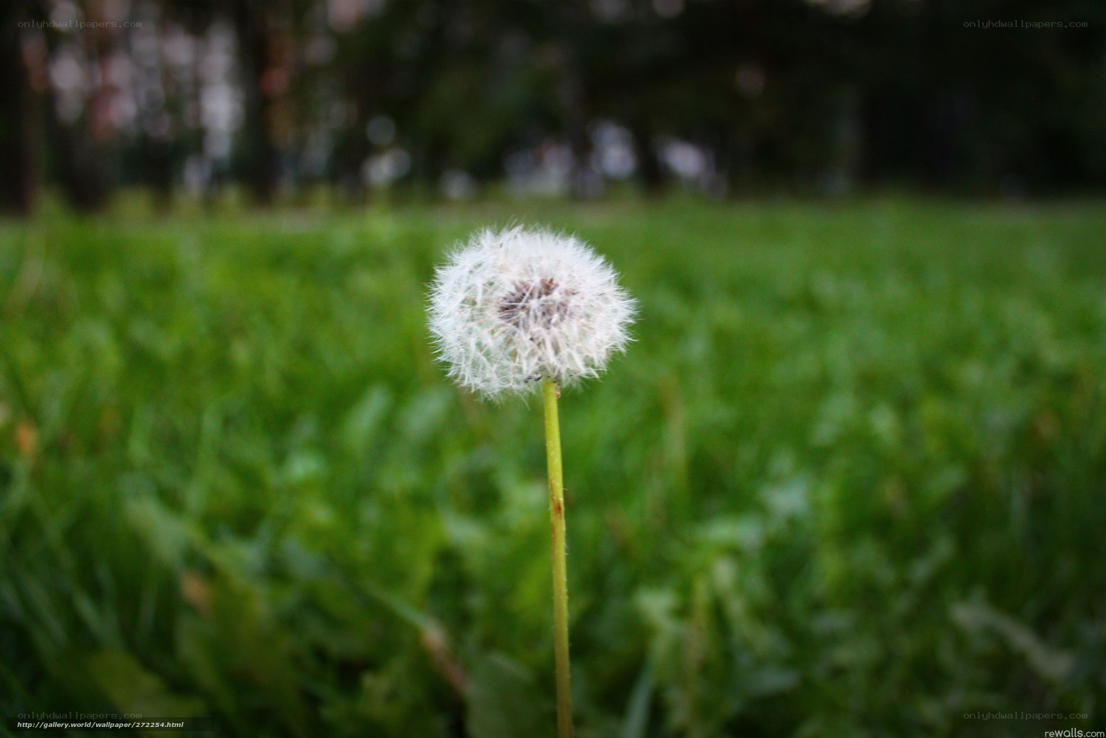 Dandelion in a green field