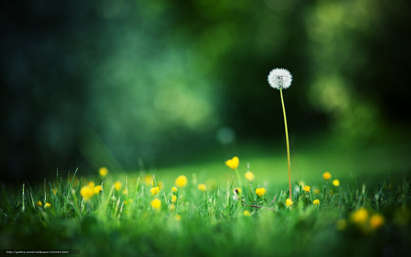 Dandelion in a green field