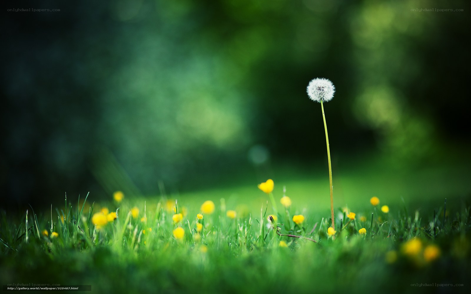 Dandelion in a green field