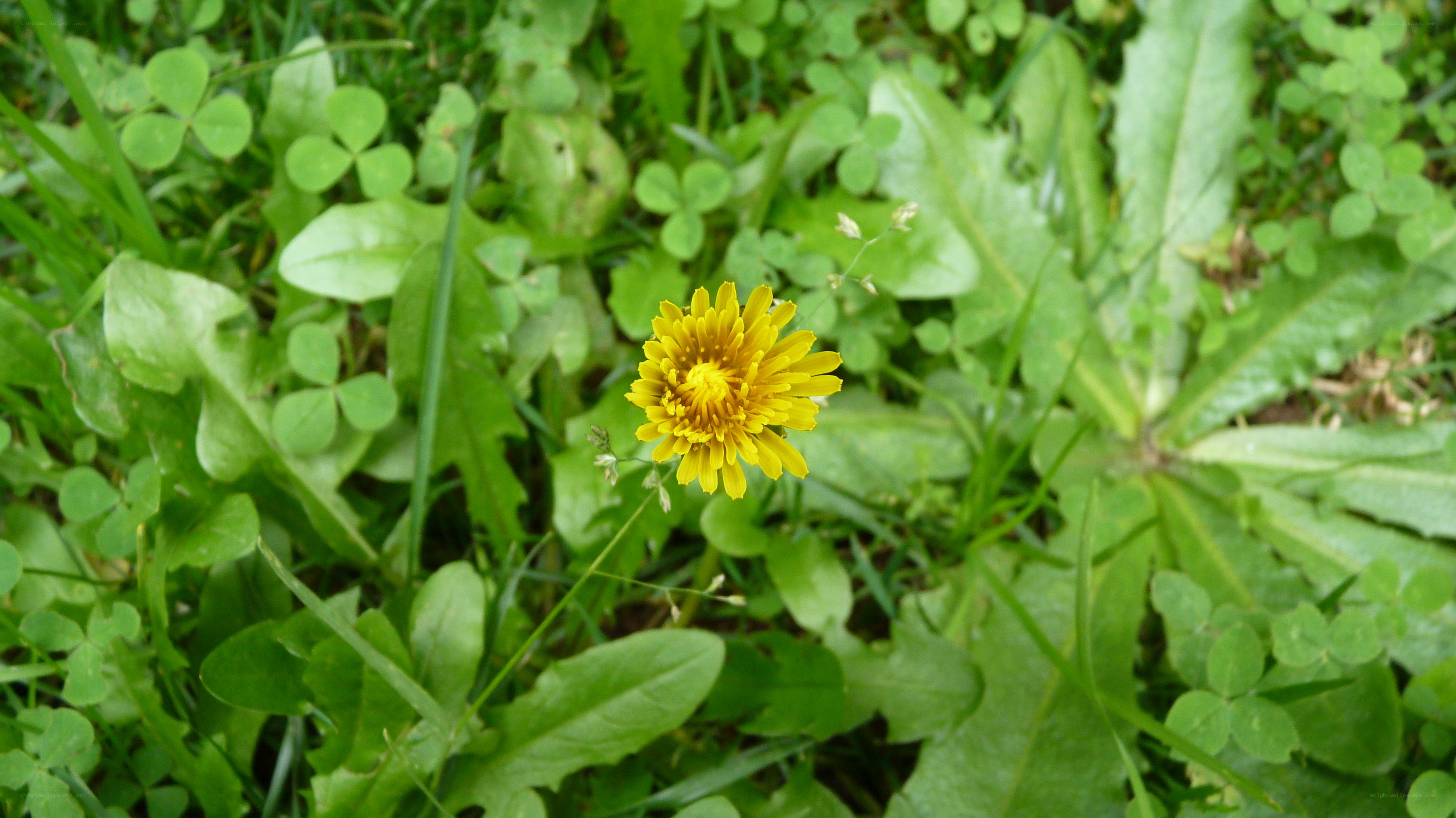 Dandelion in a green field