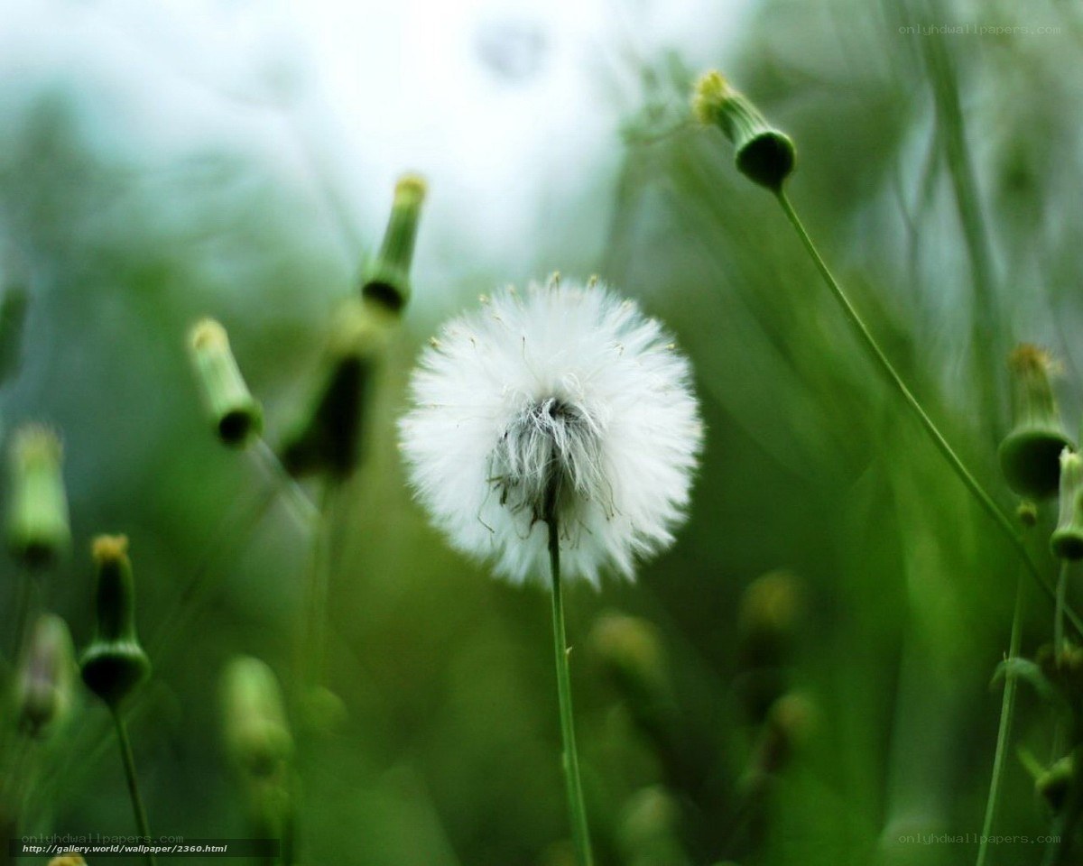 Dandelion in a green field
