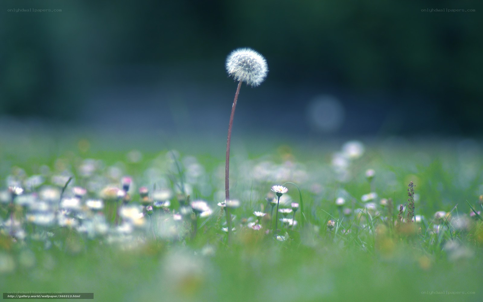 Dandelion in a meadow