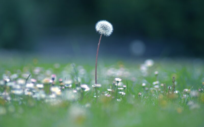 Dandelion in a meadow
