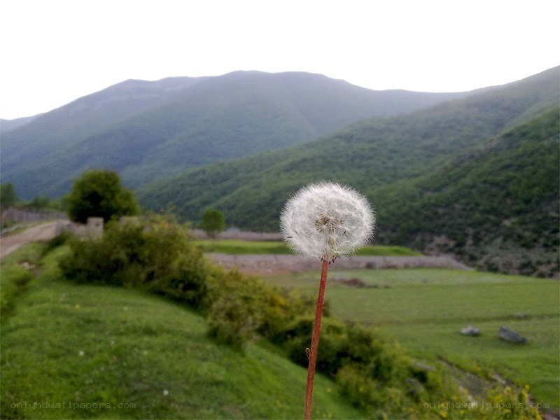 Dandelion in a mountain valley
