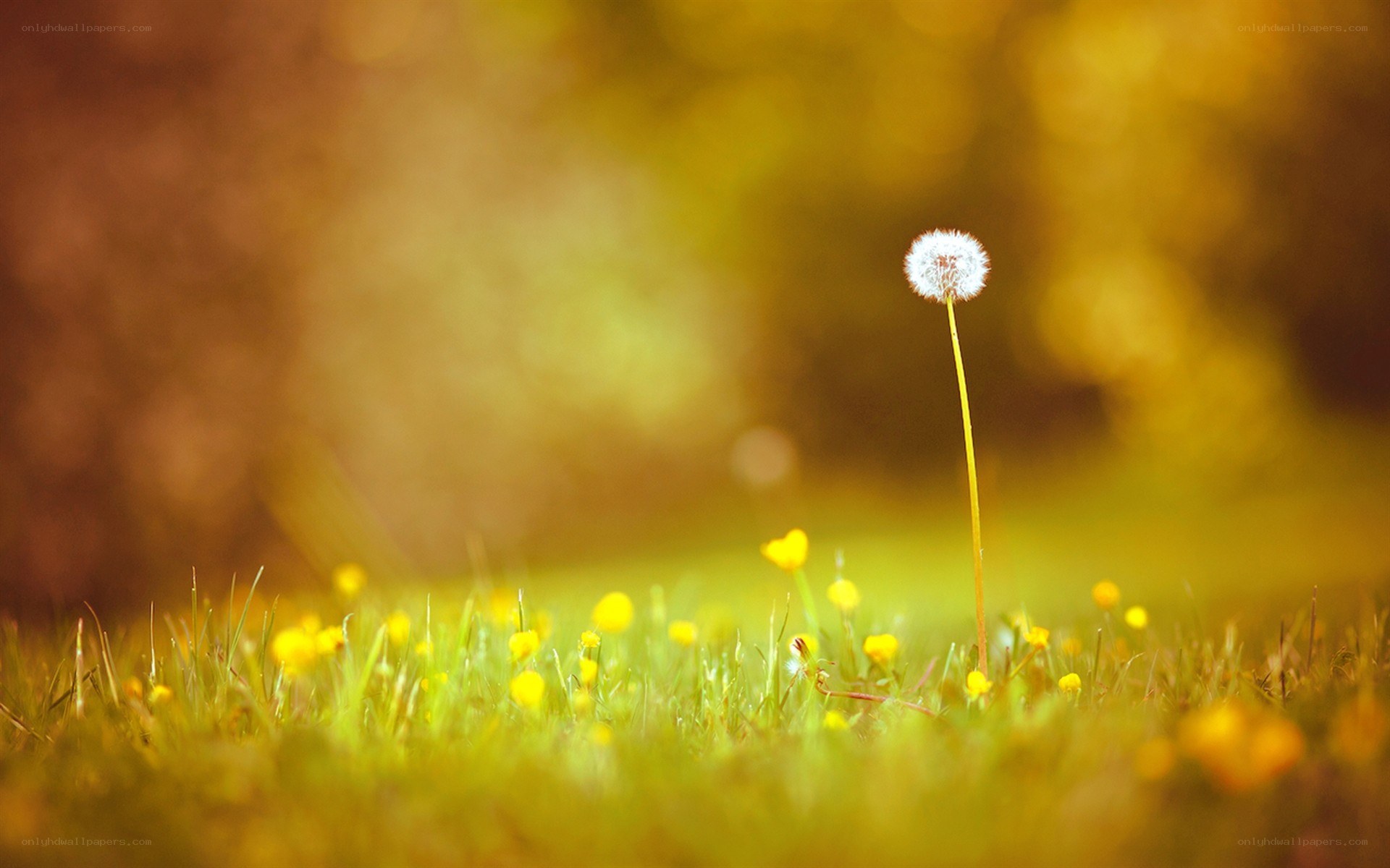 Dandelion in a sunlit field