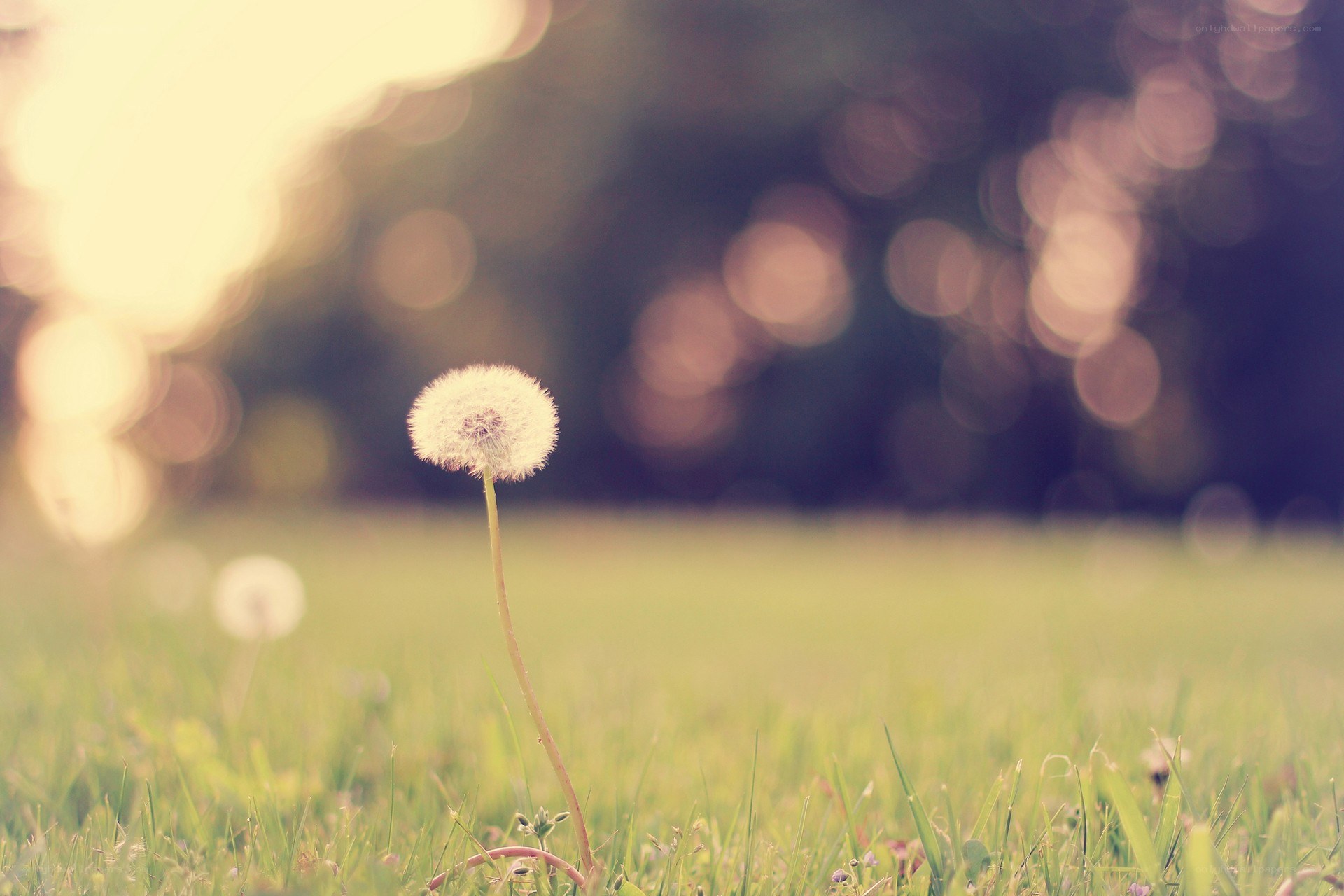 Dandelion in a sunlit field