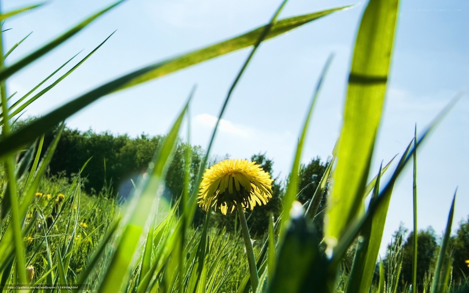 Dandelion in a sunlit field
