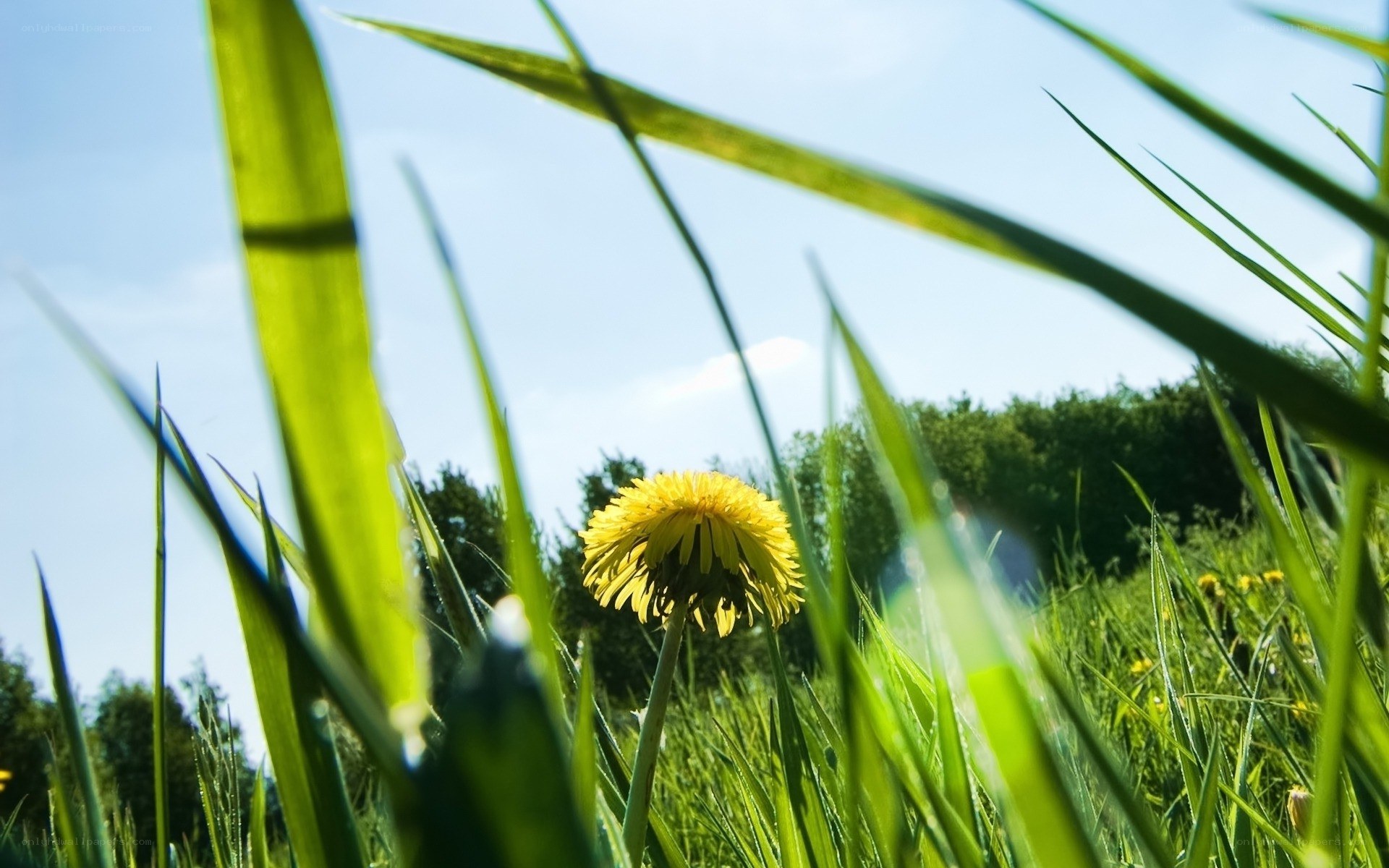 Dandelion in a sunlit meadow