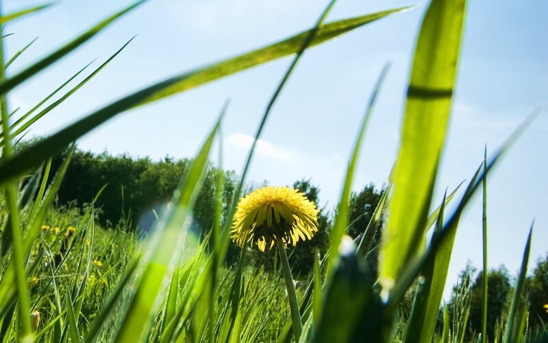 Dandelion in a sunlit meadow