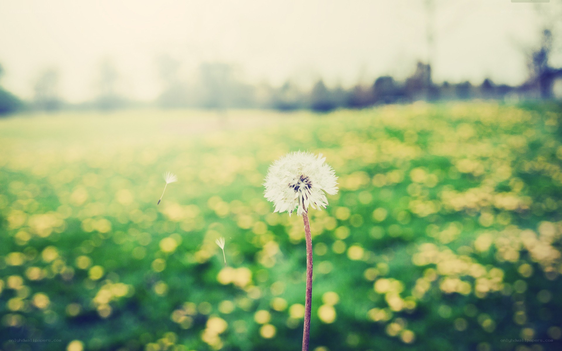 Dandelion in a sunny field