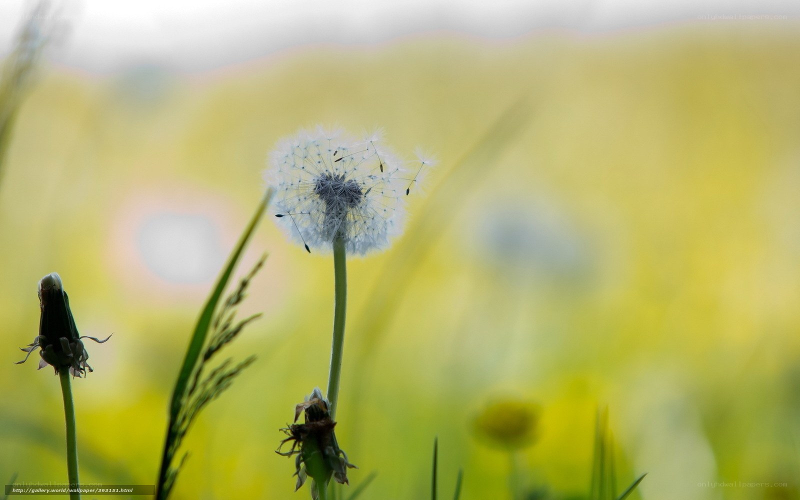 Dandelion in a sunny field