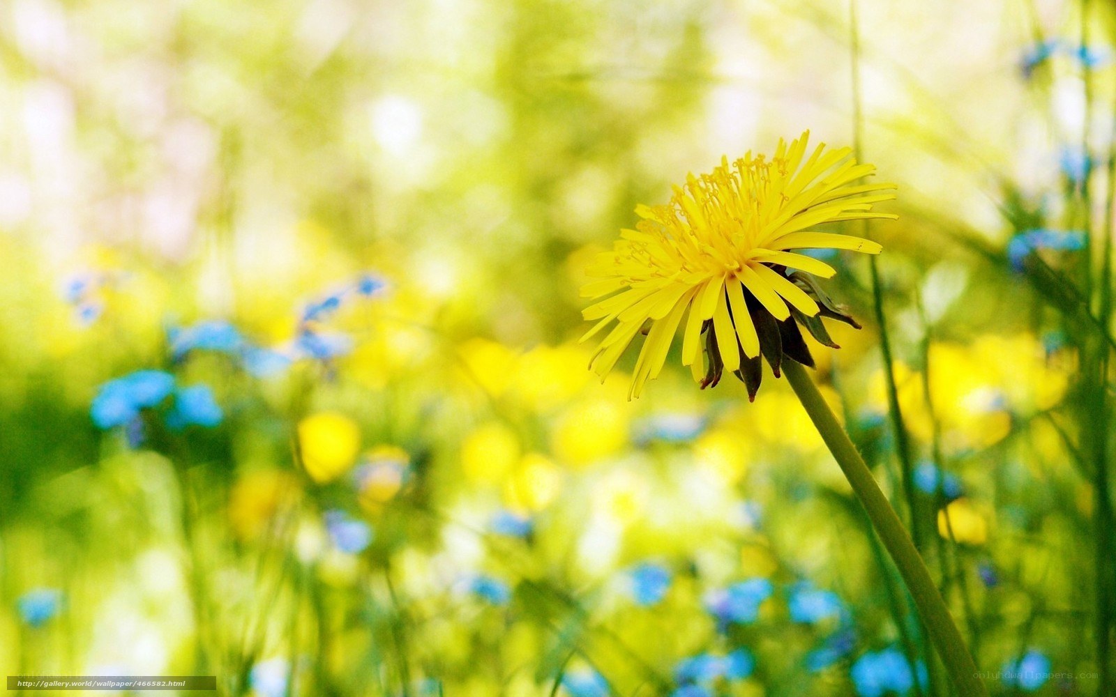 Dandelion in a sunny meadow