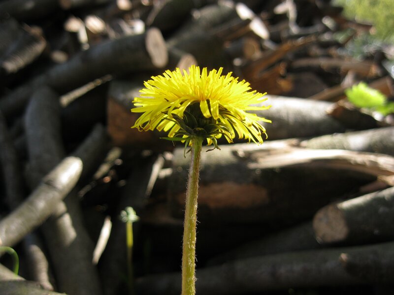 Dandelion in a woodpile