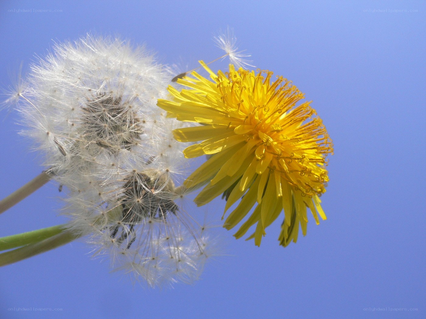 Dandelion in bloom and seed