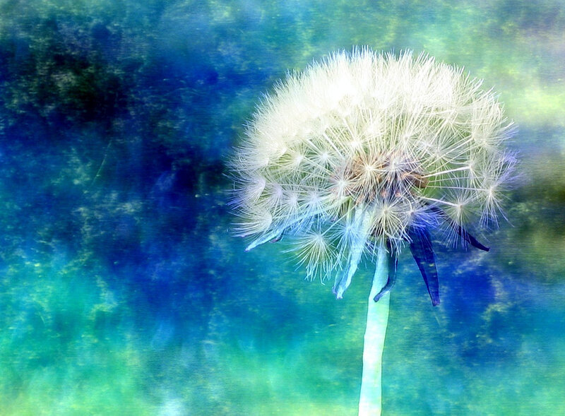 Dandelion in blue-green light