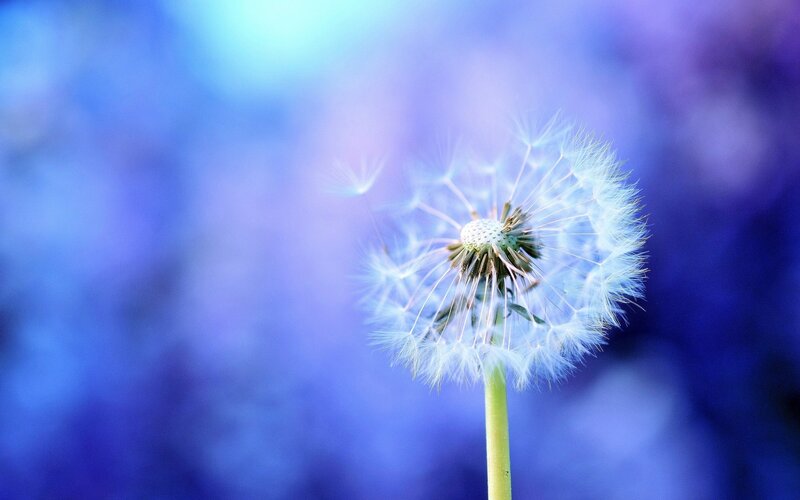 Dandelion in blue light