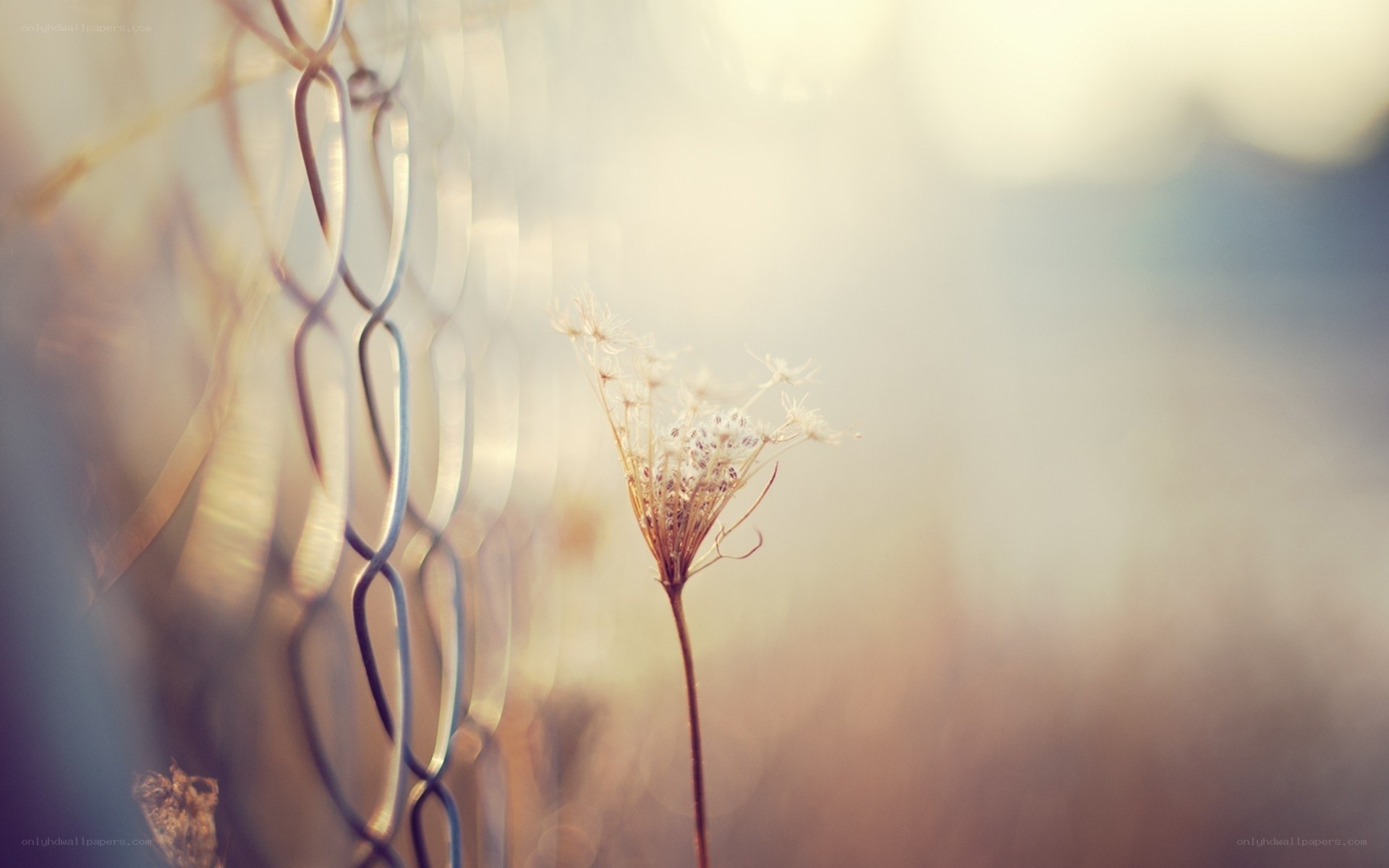 dandelion in chain-link fence