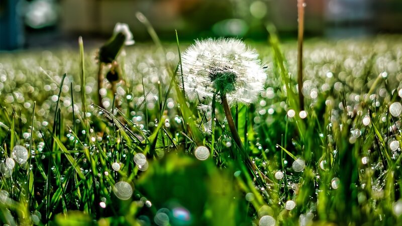 Dandelion in dewy grass