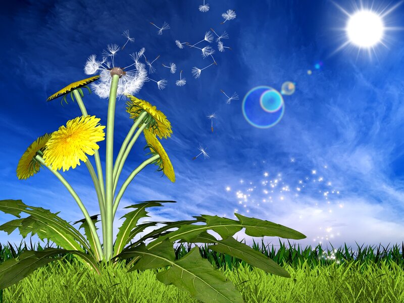 Dandelion in Field — Blue, Serene