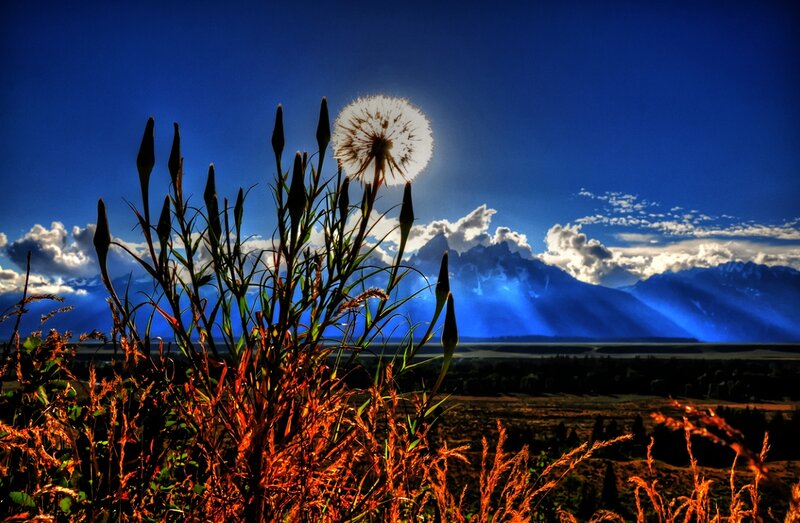 Dandelion in Field — Blue