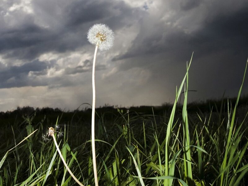 Dandelion in Field — Green, Dramatic, Afternoon, Photograph, Clouds