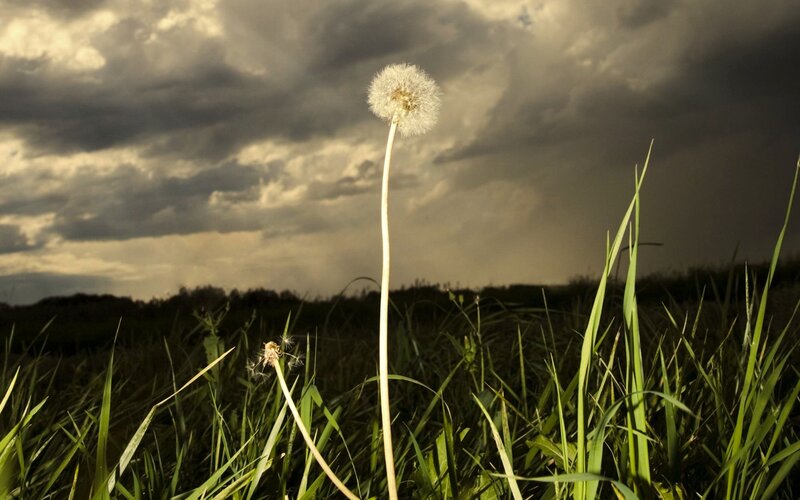 Dandelion in Field — Green, Dramatic, Afternoon