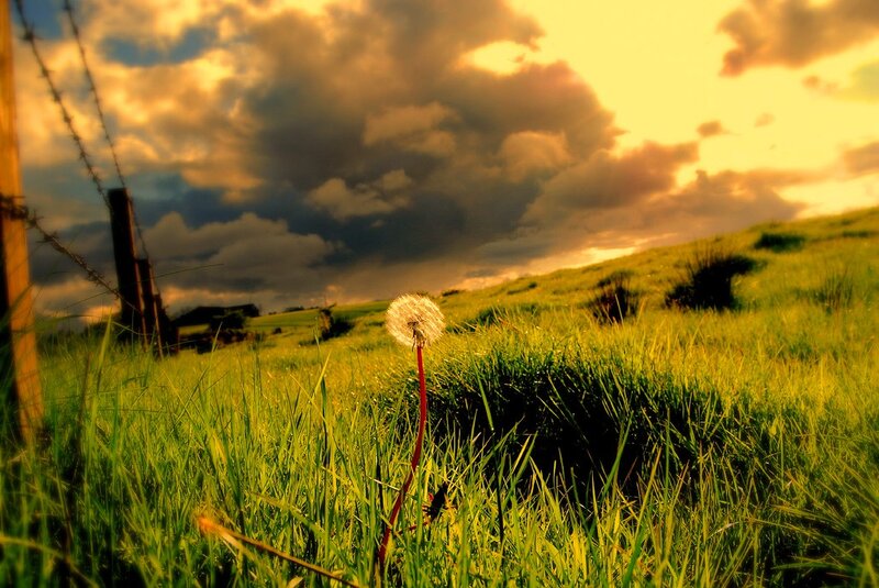 Dandelion in Field — Green, Dramatic