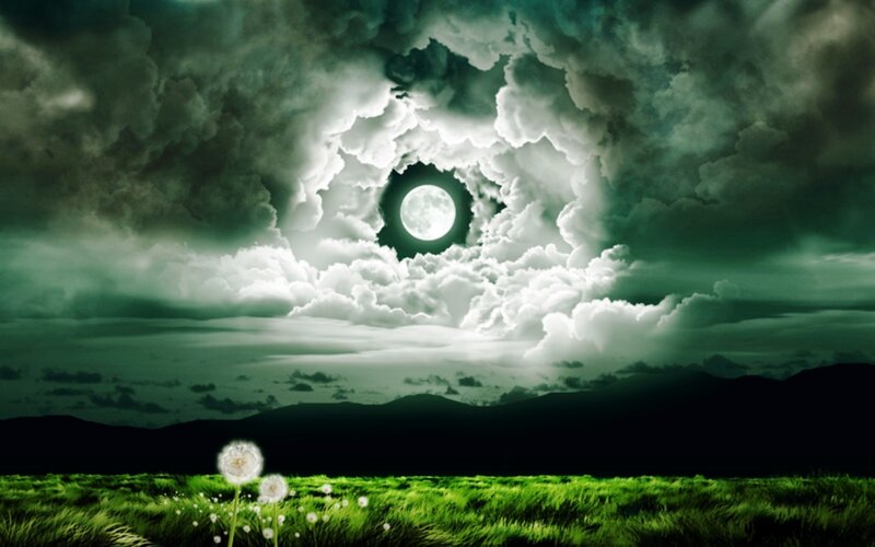 Dandelion in Field — Green
